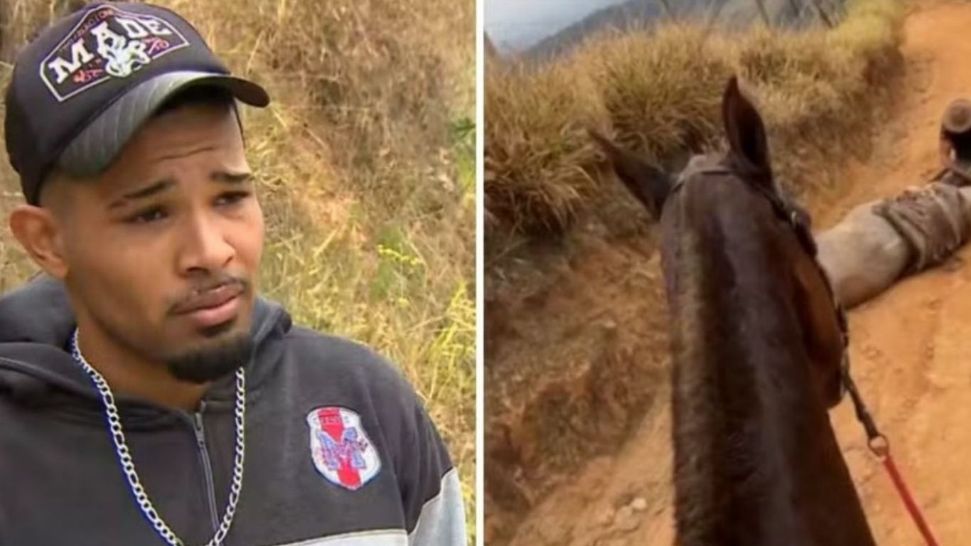 Cavalo amputado é enterrado em SP e famosos falam sobre o caso: “Covardia”
